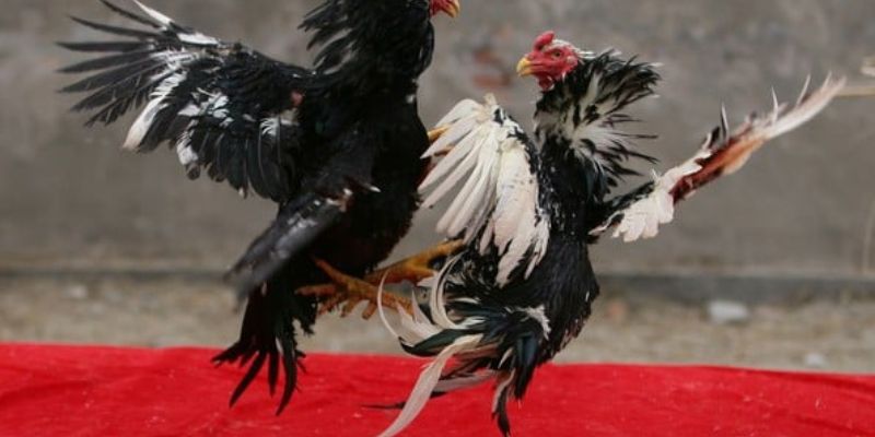 Bí quyết chọn gà đá